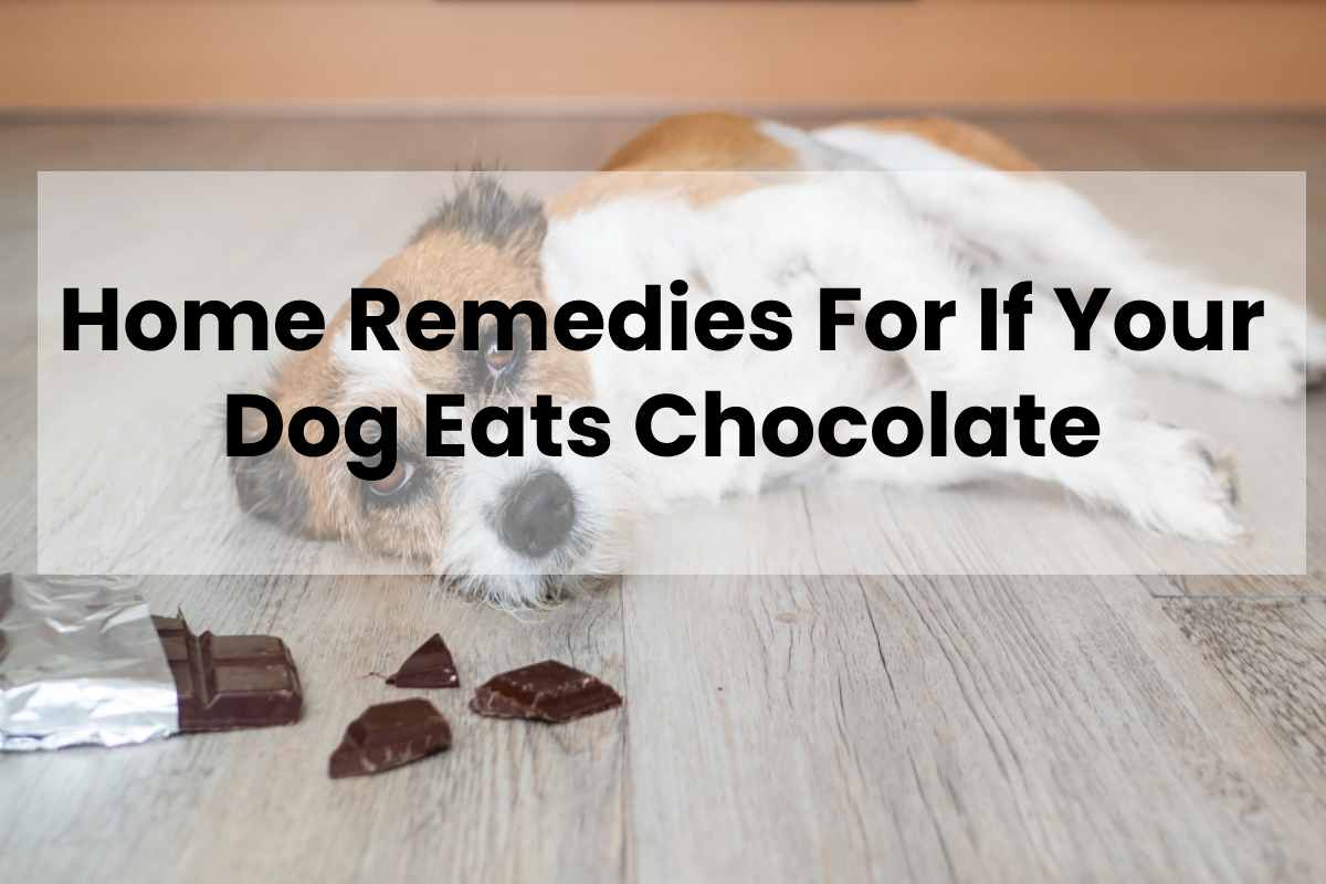 home-remedies-for-if-your-dog-eats-chocolate-fitful-living